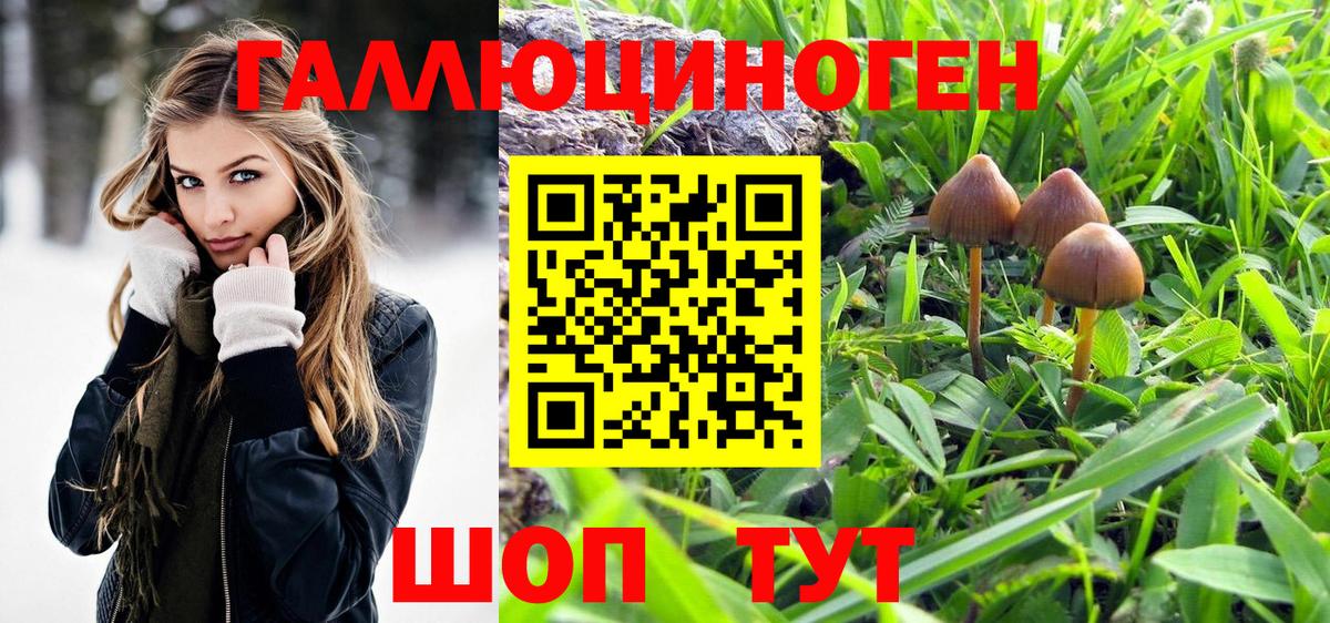 Псилоцибиновые грибы Cubensis Ржев